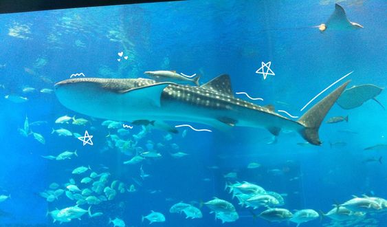 Whale Shark